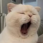 坚强的高坚果的个人资料头像