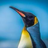 广东茂名的头像