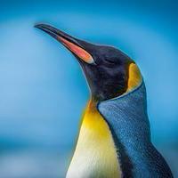 广东茂名的头像