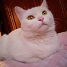 yaow的个人资料头像