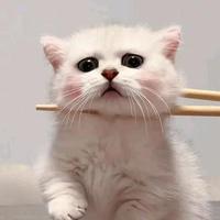 友爱小猫Ckw头像