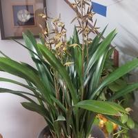 北方沉着的领导头像