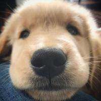 咩咩的阿尊头像