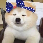 迷你狐的个人资料头像