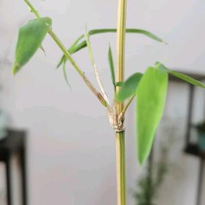 竹园兰苑-（竹兰批发）头像