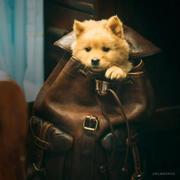 老白教小白的个人资料头像