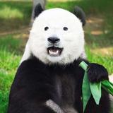 IAMLGG头像