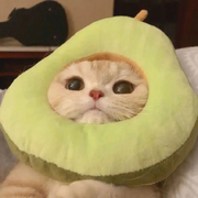 Peefy的个人资料头像