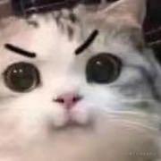 KitKatKKK的个人资料头像