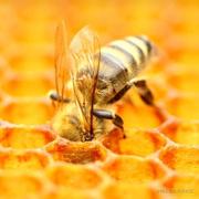 春晓的蒲公英的个人资料头像