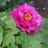 花开富贵6222头像