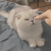 秋灯的个人资料头像