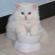 Carol_j的个人资料头像