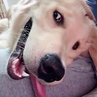 成都一通周鹏头像