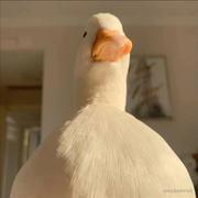 冰淇淋干杯丶的个人资料头像