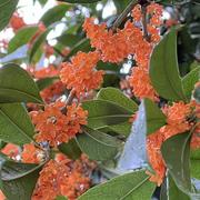 你看我配不配当条狗的个人资料头像