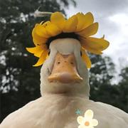 有H丶不K的个人资料头像