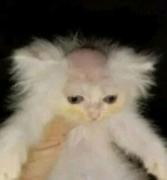 慌的一p的个人资料头像