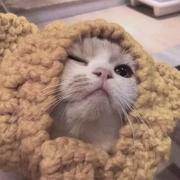 吹吹晚风的个人资料头像