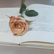 an878的个人资料头像