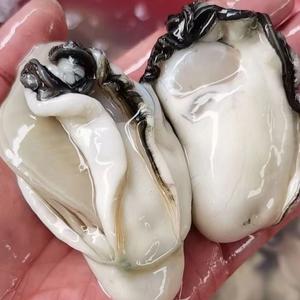 隔壁老黄ying头像