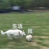 近战法师流海柱头像