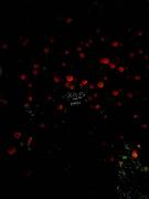 itjustme的个人资料头像