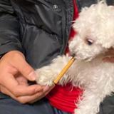 如果能虫来头像