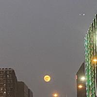 养了只芋圆头像