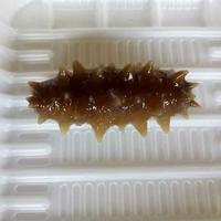 阳光海岸1856头像