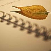 安迪388的个人资料头像