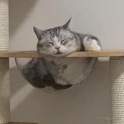 停球二十米的个人资料头像