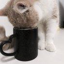 眼里的星的个人资料头像