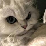 耀文忘了那只猪吧头像