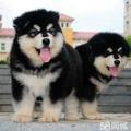 AA0富富皇家犬业958头像