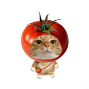 贰佰431的个人资料头像