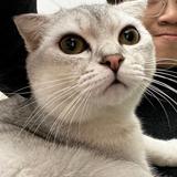 小猫眼睛圆溜溜头像