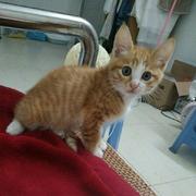 上火的冰红茶的个人资料头像