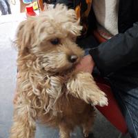 洒脱星辰gVi头像