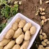 土豆瓜果蔬菜购销头像