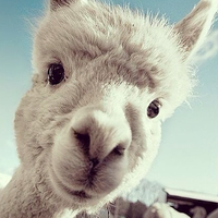 Mr羊驼先生头像