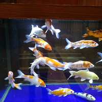 敏锐船帆zf头像