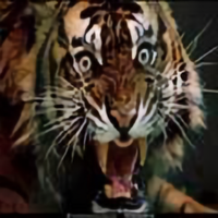 老虎的姐姐头像