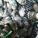 陈鹅公明细账头像