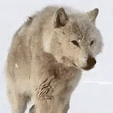 山中老道头像