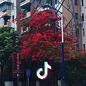一起去西藏头像