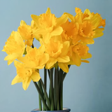 冬天的阳光41815453头像