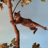 lovely  cat头像