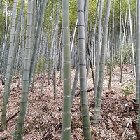 流星火雨510头像