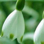 怀念一中的树头像